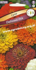 Cynia Daliowa mix
